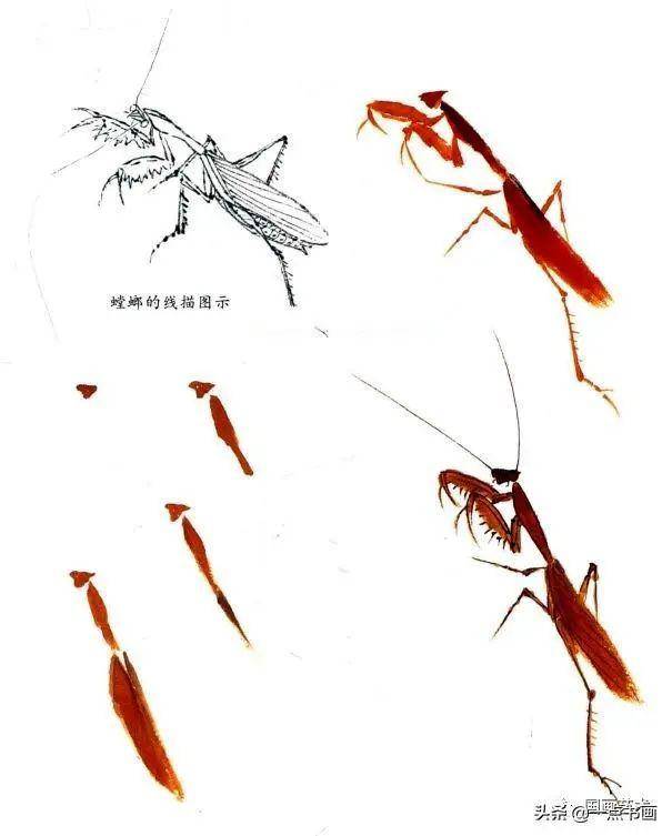 写意草虫画法教程——螳螂的画法步骤