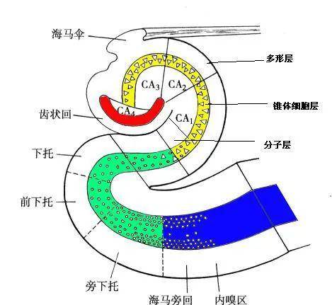 另外,酒精中的甲醛等有害物质也会间接影响到海马的神经传递.