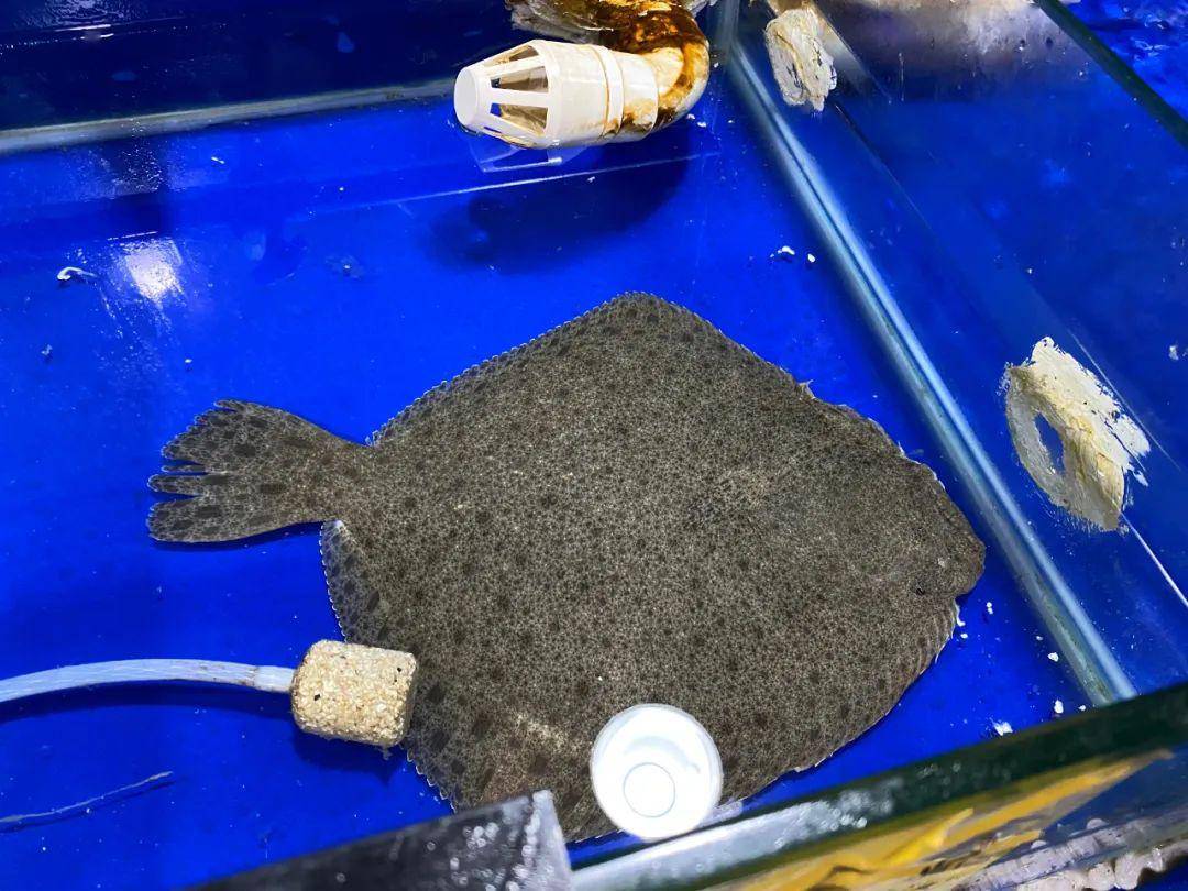 鱼虎云一猜一成语大全_一图一成语猜答案大全(2)