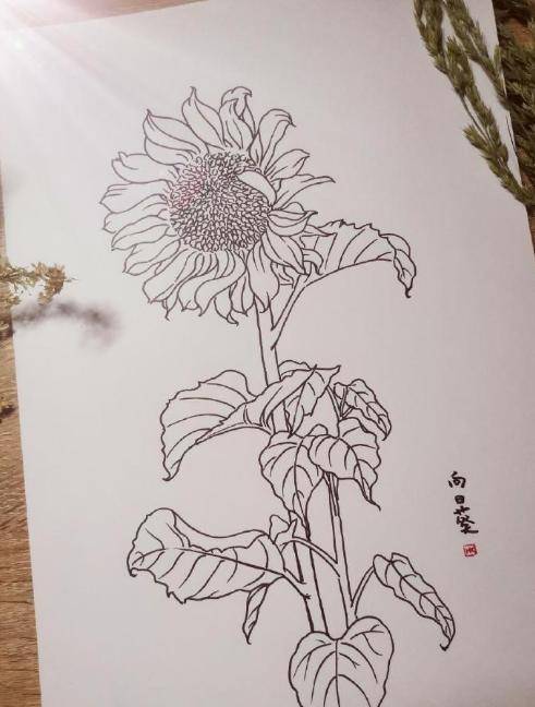 白描花卉拿去临摹吧