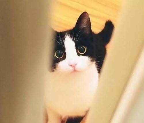 都说这五种猫咪很好养快来看看你家猫咪上榜没