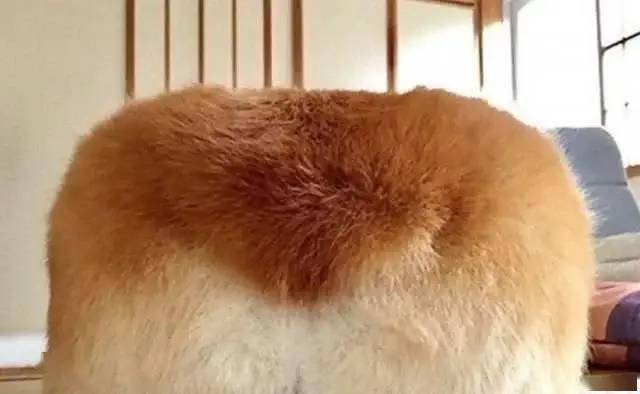 狗狗怎么养长得又壮又肥 4bdb1c13291e4e50b360b8bfc6da6ab0.jpeg