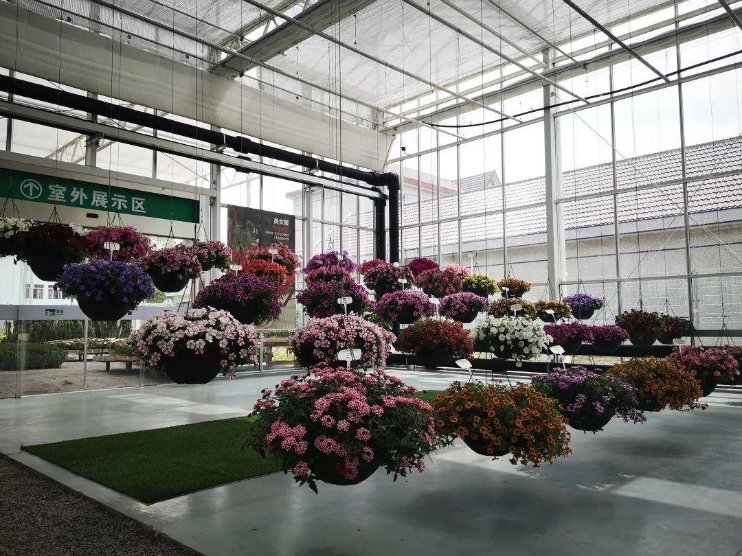 "迎花博 展花梦"——2020上海崇明国际新优花卉展在源