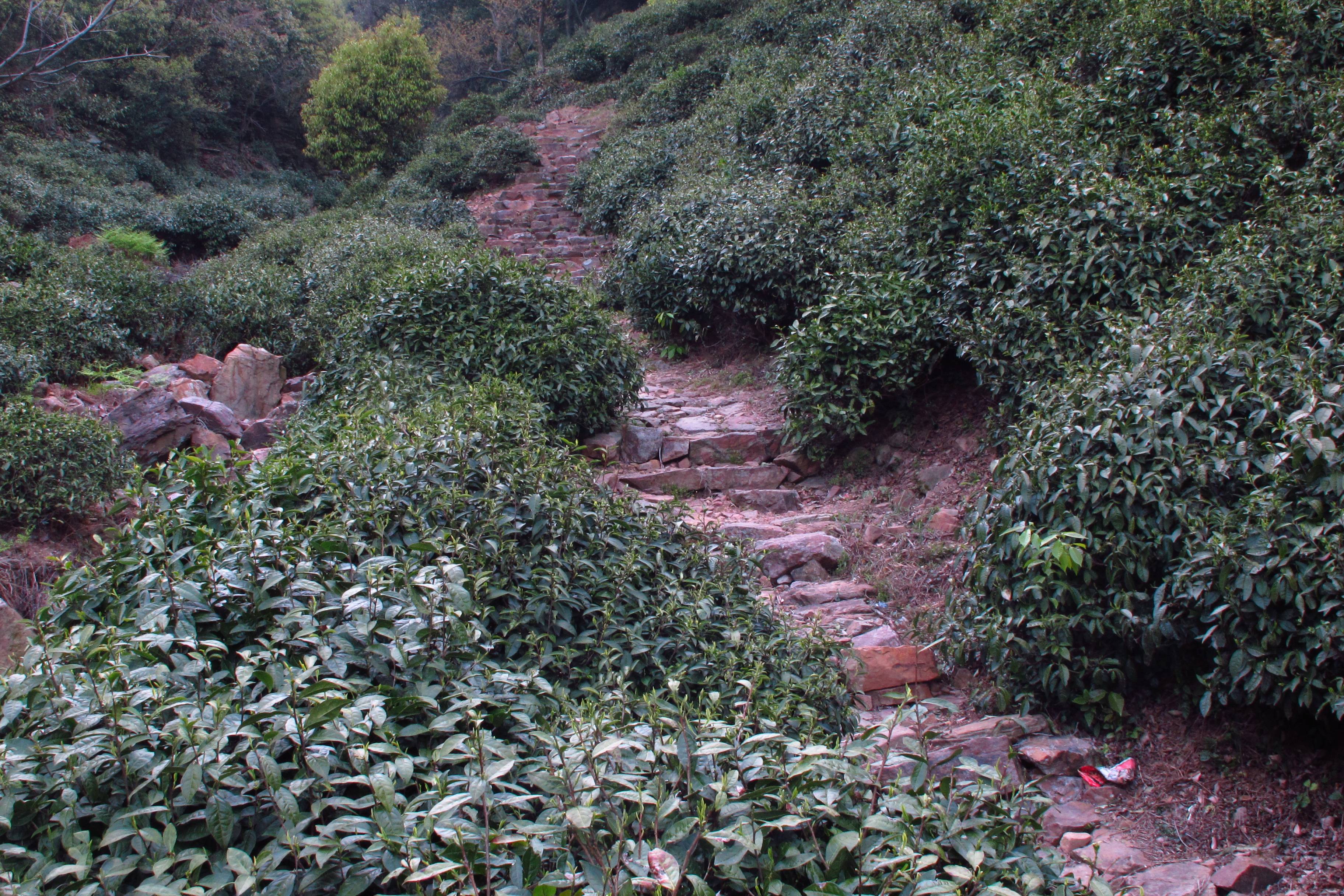 国际茶日,了解一下顾渚山的唐代贡茶_顾渚紫