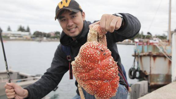 海边捡到一只美味又昂贵的巨型皇帝蟹,光哥会怎么处理它呢?