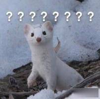 张雨绮因生过孩子被嘲？杨幂被diss裙子短？恶臭男们有完没完