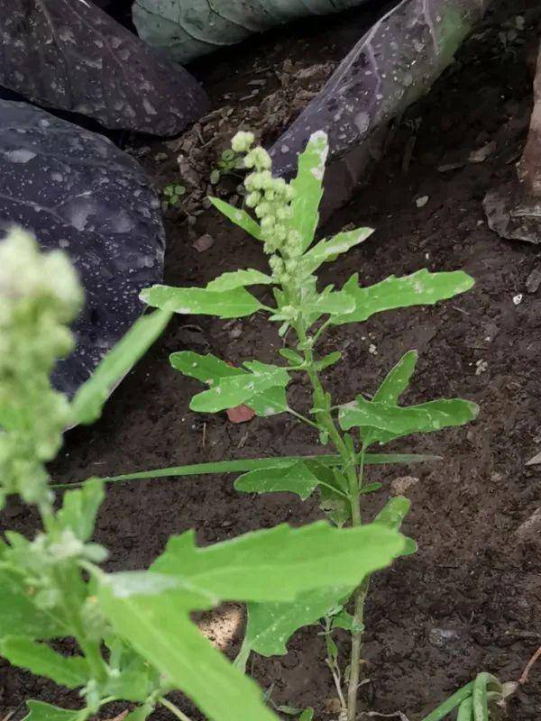 活动招募 餐桌上的诗经植物_小藜