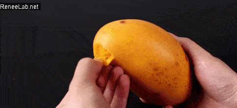 接着从芒果顶端开始剥皮.看,芒果皮就这样不费气力的剥下了!