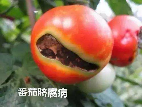 脐腐病
