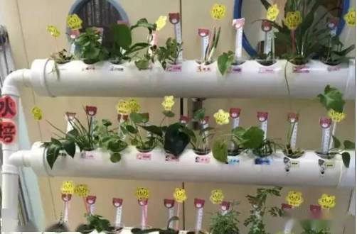 「植物」让种植成为孩子探索自然的起点！【植物角】60种植物角新玩法