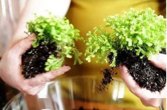 「植物」让种植成为孩子探索自然的起点！【植物角】60种植物角新玩法