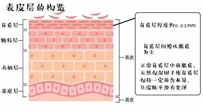 通常说的死皮,作为表皮层的最外层,角质层的主要成分是软性角质蛋白