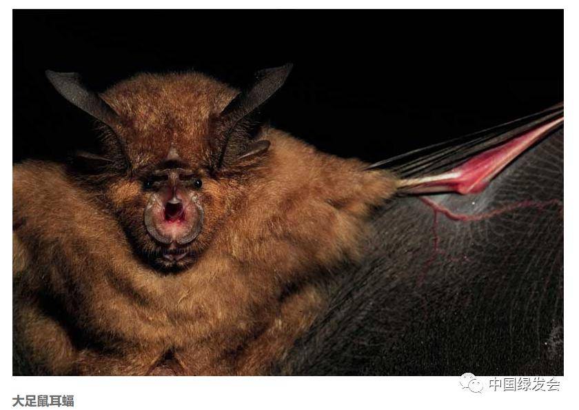 中国最大蝙蝠群濒临灭绝境地,旅游开发6年后 | 它们濒临灭绝!