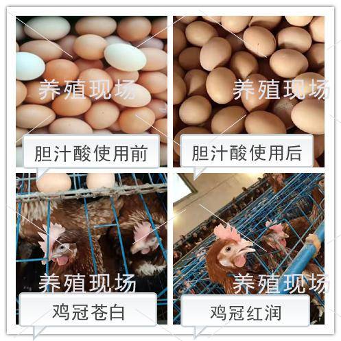 鸡蛋价格下降大概持续多久 ad797fb94338441b848b1bdd62c540ba.jpeg