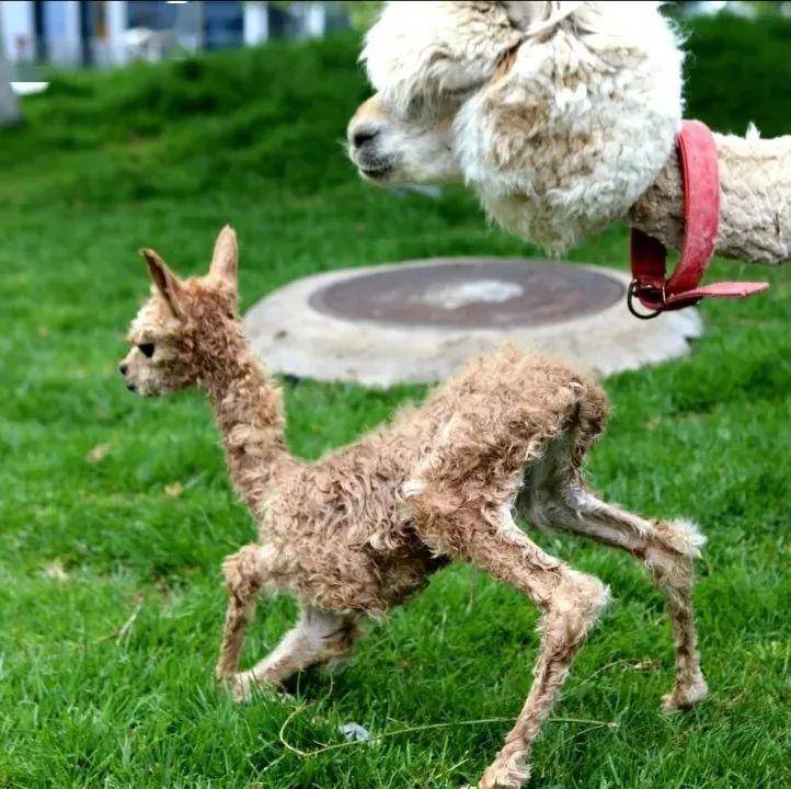 什么地方能买到羊驼幼崽呢视频