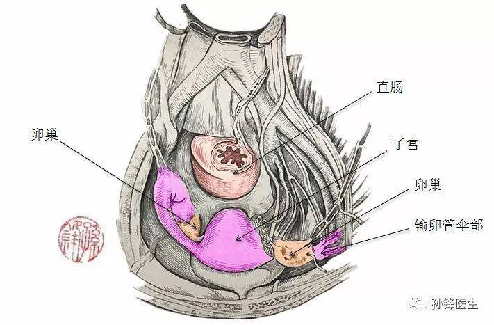 在直肠的前方,正中线上有子宫和阴道上部,两侧有子宫阔韧带包裹的卵巢
