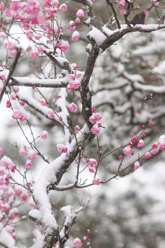 雪中赏梅送给大家