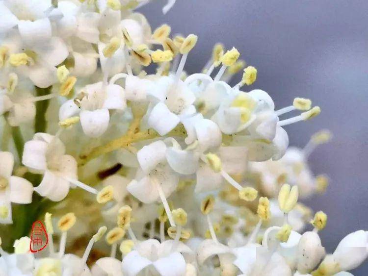 什么状叶茂成语_根深叶茂图片(2)