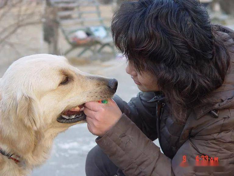 被大家忽视的杂交狗狗，但我也能理解人们对于犬种有自己的选择和偏爱。 辛巴一家在决定之前，对这个品种有