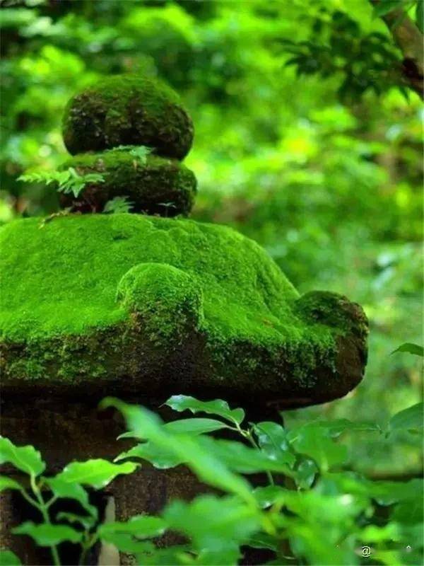 一处青苔，美了一个院子