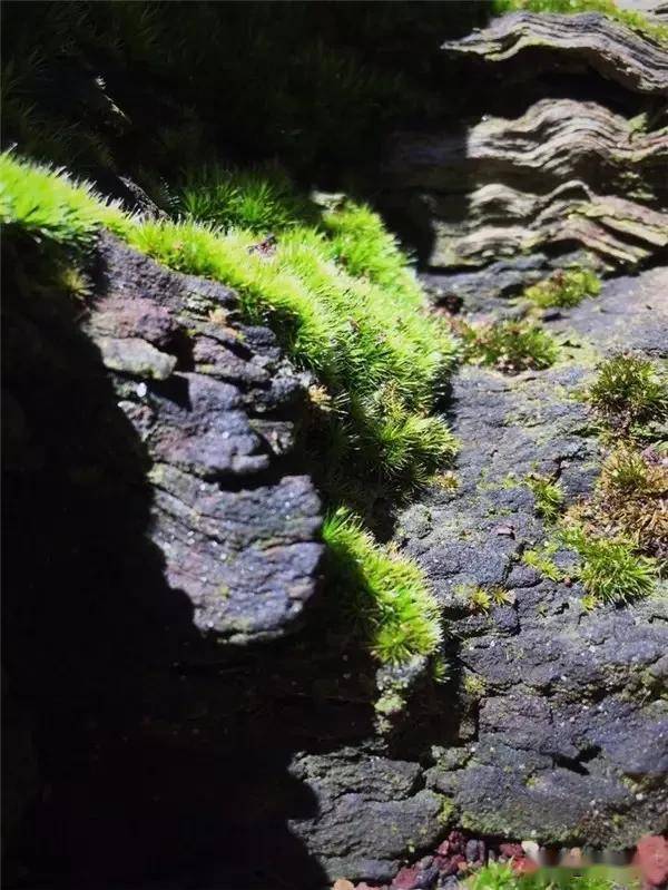 一处青苔，美了一个院子