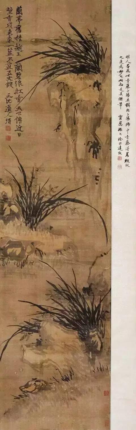 书画界的旷世奇才徐渭 更是以兰花为自己的 生命与人格的写照  在送