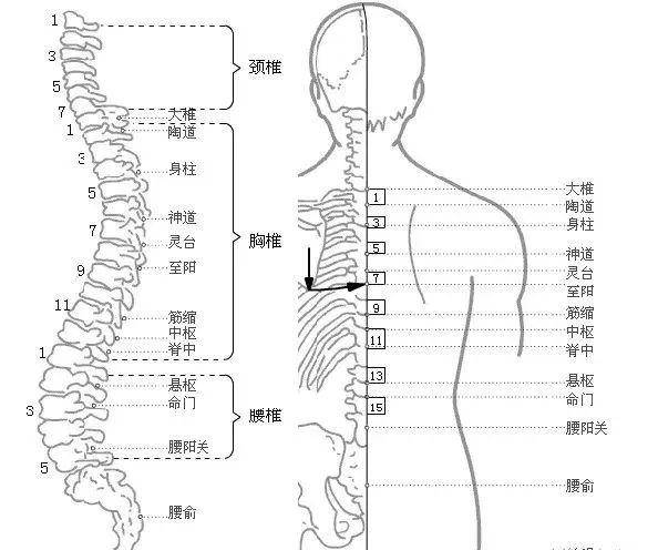 夹一夹"背部",自己就能治颈椎病,腰椎病?