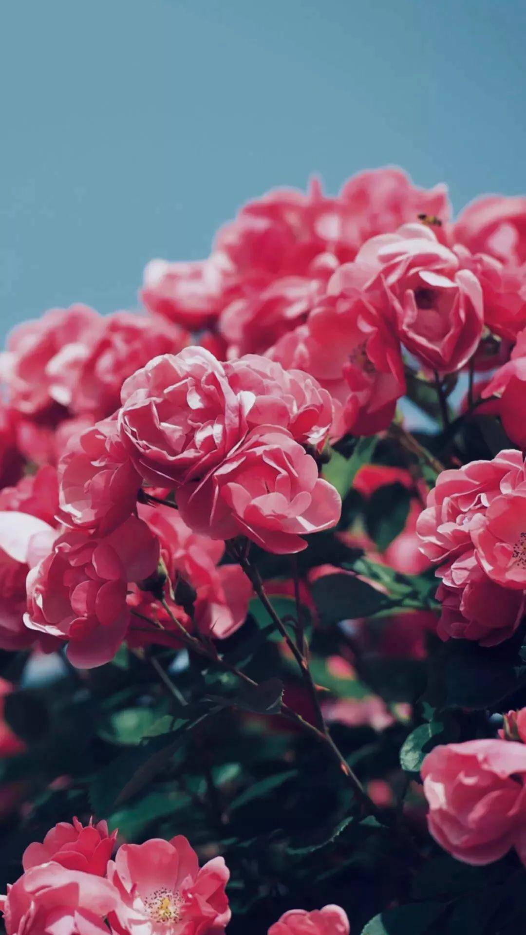 玫瑰 蔷薇 花朵壁纸 时间