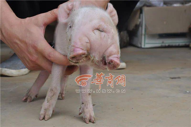 三头小猪两头在屋里一头在外猜成语(2)