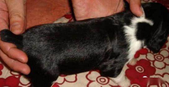 狗为啥要断尾 a61f6cb1a0eb4e8aaca6c95a35d6fd1c.jpeg