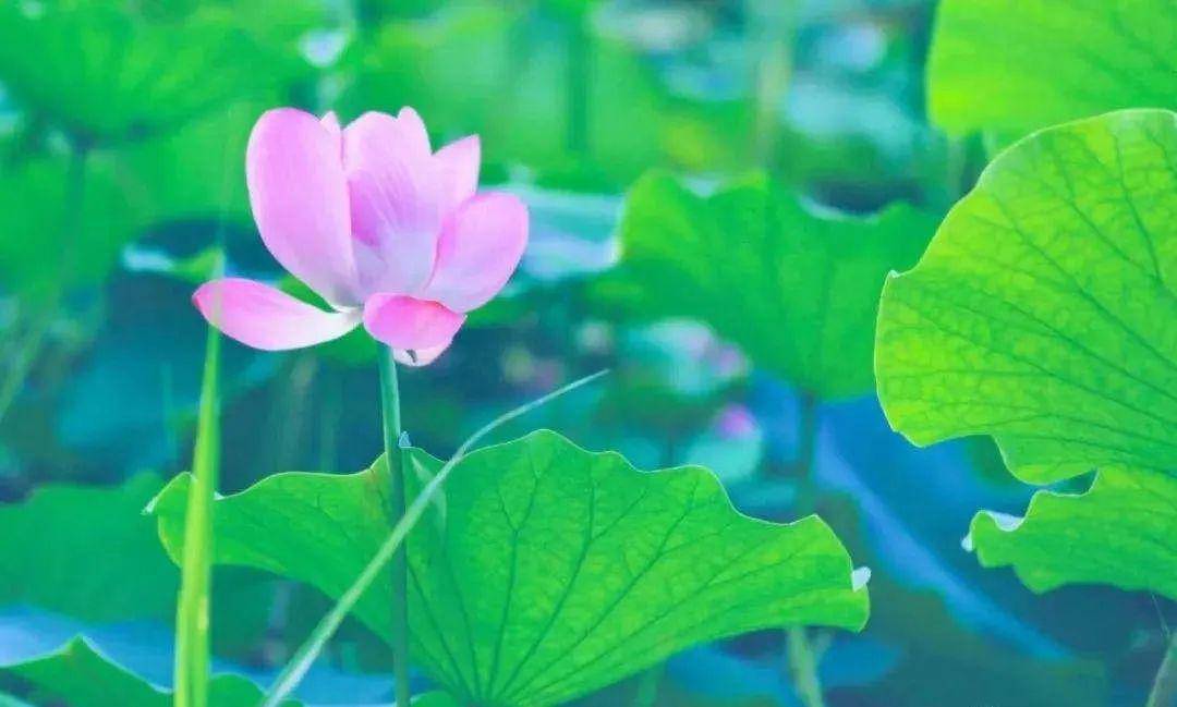 歌曲芙蓉雨简谱_芙蓉雨古筝简谱,芙蓉雨古筝曲谱d调,芙蓉雨古筝曲谱双手 第3页 大山谷图库