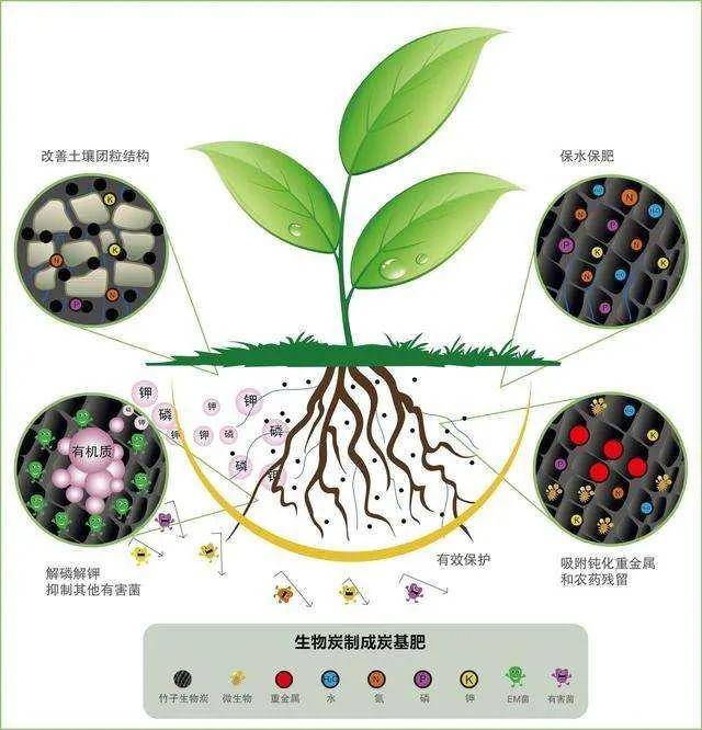 "生物炭有着相当大的表面积 可以吸附各种营养物质,供植物的根系