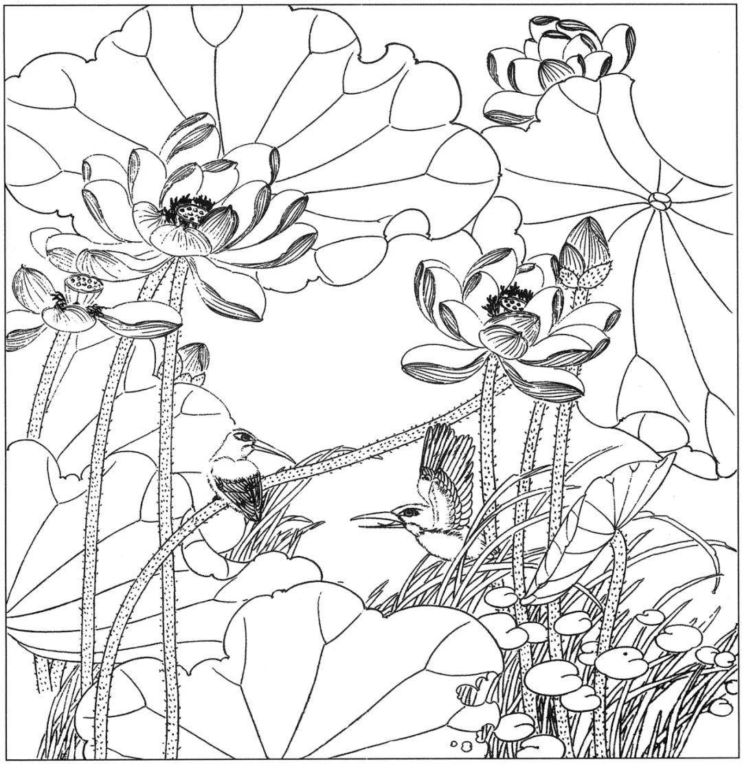 白描素材:高清荷花58幅