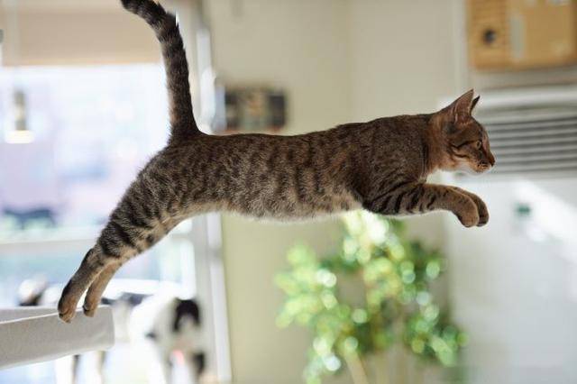 猫咪的跳跃能力很强大然而猫不愿跳跃的话需要考虑这些问题