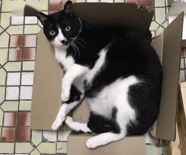 怎么样才算是正宗的奶牛猫 b087468942cc4757af3e72e42f9db4c6.jpeg