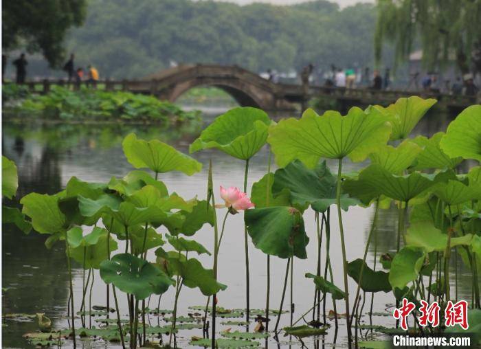 杭州西湖荷花首开 映日荷花别样红 已在期待中 灵隐管理处