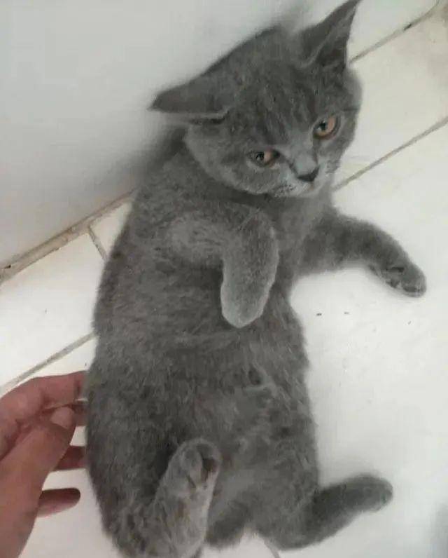 英短蓝猫刚睡醒就来卫生间碰瓷,趴在主人脚上就开始啃!表情萌翻