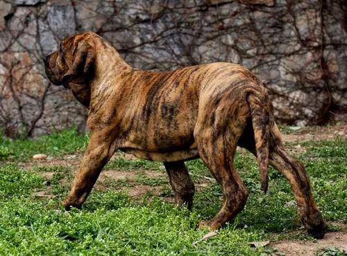 土佐犬最冷静的斗犬杀手,只能是日本土佐犬.