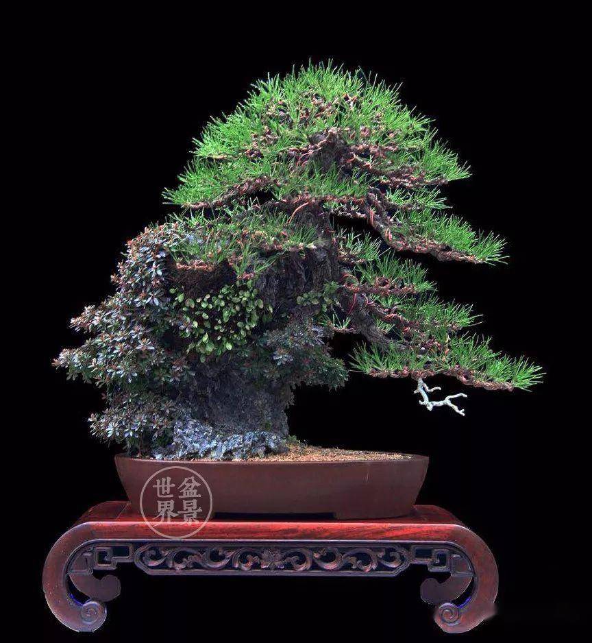 黄敖训大师松树盆景大赏_作品