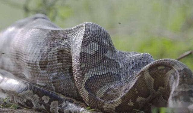 非洲最大无毒蛇入侵美国成恶梦,平头哥碰见它也要绕着