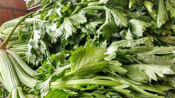 西兰花和芹菜哪个膳食纤维高 6b695ee4954e49598ff618c6105ea849.jpeg