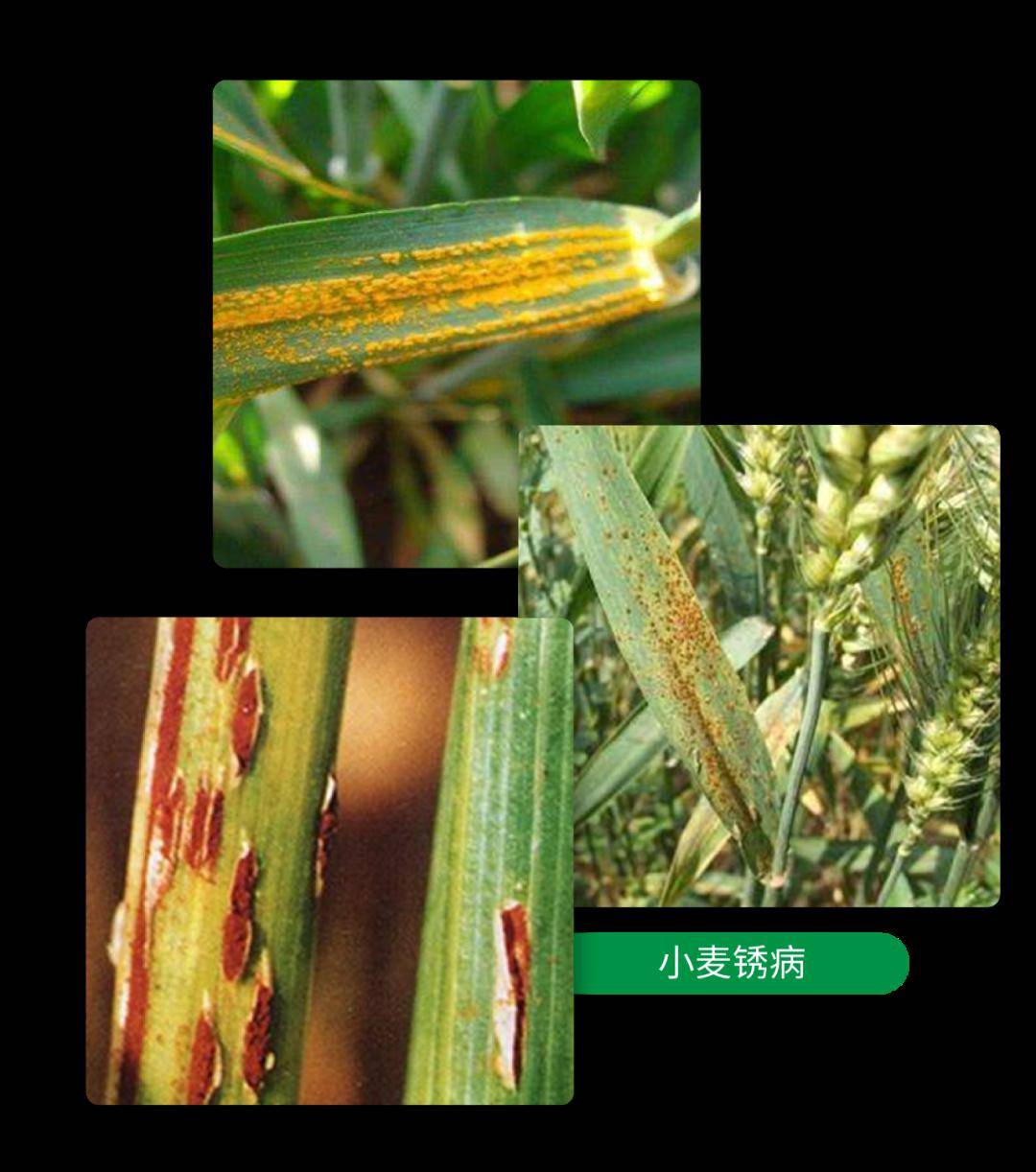 3种锈病可以根据其夏孢子堆和冬孢子堆的形状,大小,颜色,着生部位和