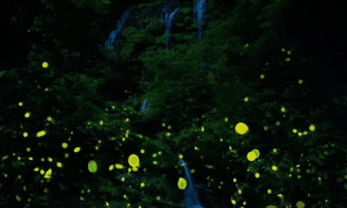 森林小溪夜观流萤 天台山是目前亚洲最大的萤火虫观赏地  全球八大