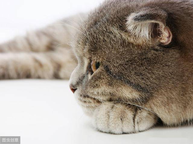 怎么自己在家给猫咪绝育 3461dc6de401401b88e21075f61ea07f.jpeg
