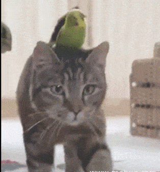 鹦鹉呕吐的各种原因及防治措施