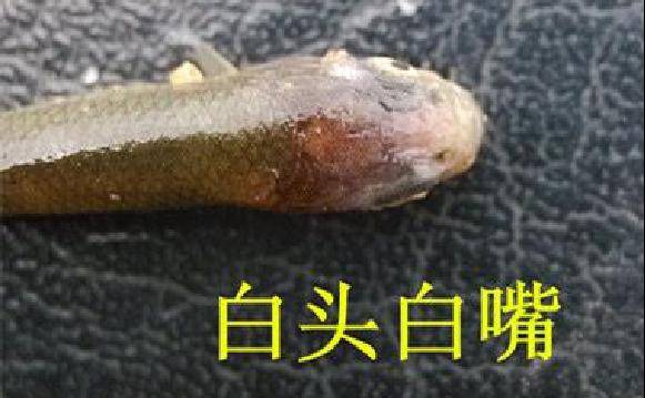 3,草鱼苗种白头白嘴病