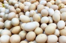 都是鸡蛋，白鸡蛋和红鸡蛋有何区别？养殖户说漏嘴，以后别买错了
