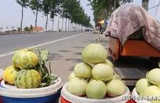 香瓜也分公母，买香瓜时，一定要选“母香瓜”，香甜可口汁水多