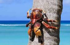 世界最大陆生蟹，能剥椰子会爬树，如今在当地居民餐桌上挣扎