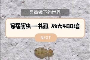 【涨见识】将肉眼看不见的,透明害虫—书虱放大400倍进行观察.